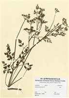 藏品(水芹菜)的圖片